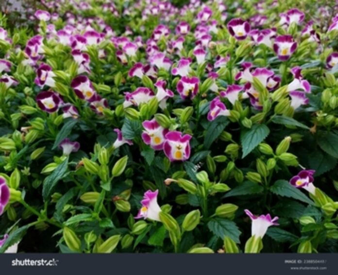 catalina flower