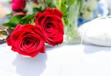 The beauty of red rose